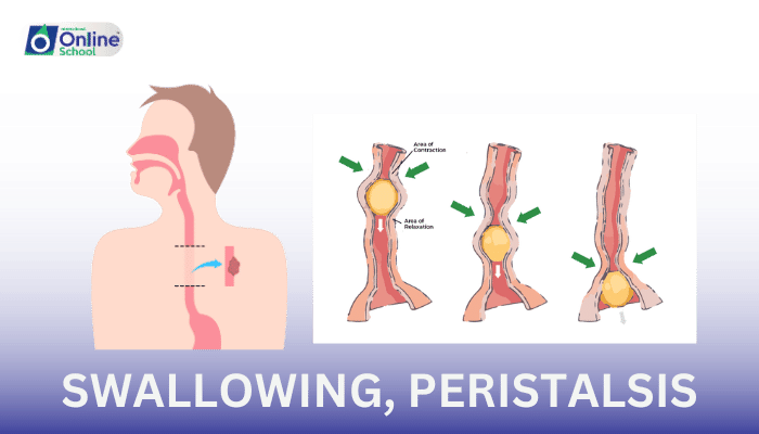 Lesson 16: The Dynamics of Digestion: Swallowing, Peristalsis, and Enzymatic Action